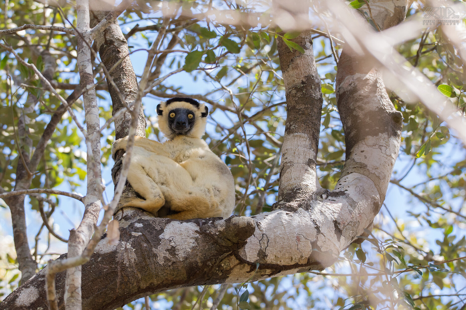 Kirindy - Verreauxsifaka De Verreauxsifaka (Propithecus verreauxi) is een middelgrote maki die je vrij gemakkelijk kan zien en die voorkomt in regenwouden, droge loofbossen en zelfs spiny forests. Het is fantastisch om dit dier te zien rondspringen. Deze sifaka is vernoemd naar de Franse bioloog Jules Verreaux. Stefan Cruysberghs